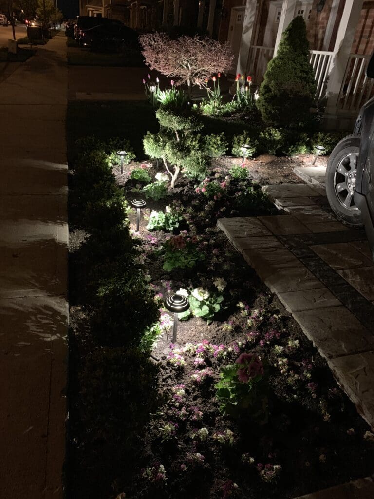 Low voltage flood lights enhancing japenese maple 