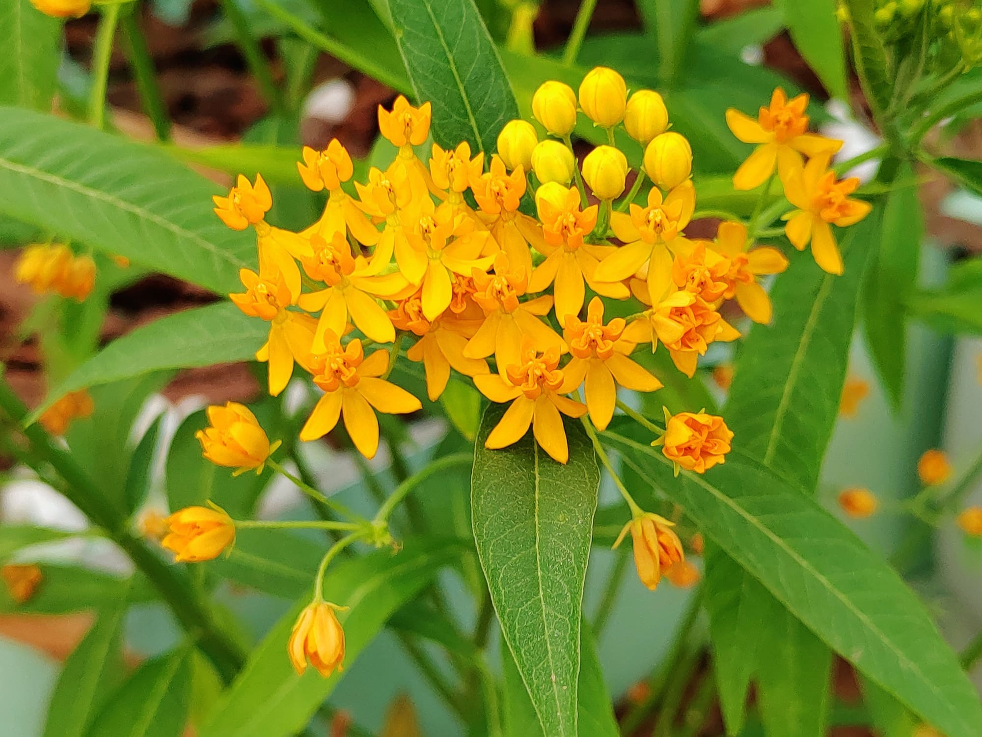 Close-up of Butterfly Weed plant blooming in a native Ontario garden with professionally designed landscaping.